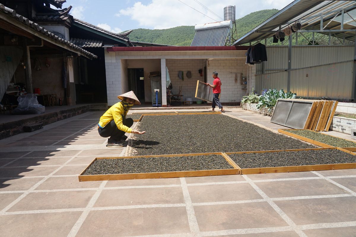 Yunnan tea village, farmers drying tea leaves in the courtyard