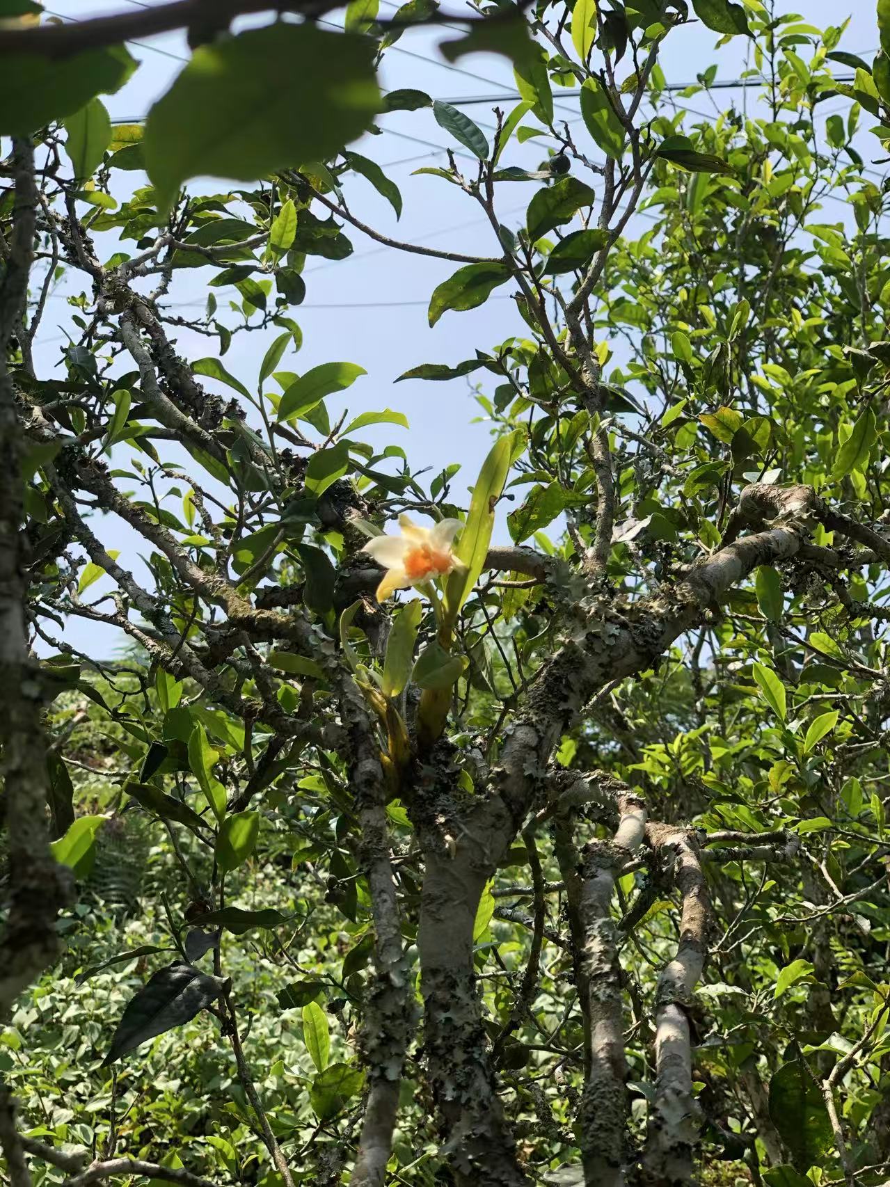 茶山风光
