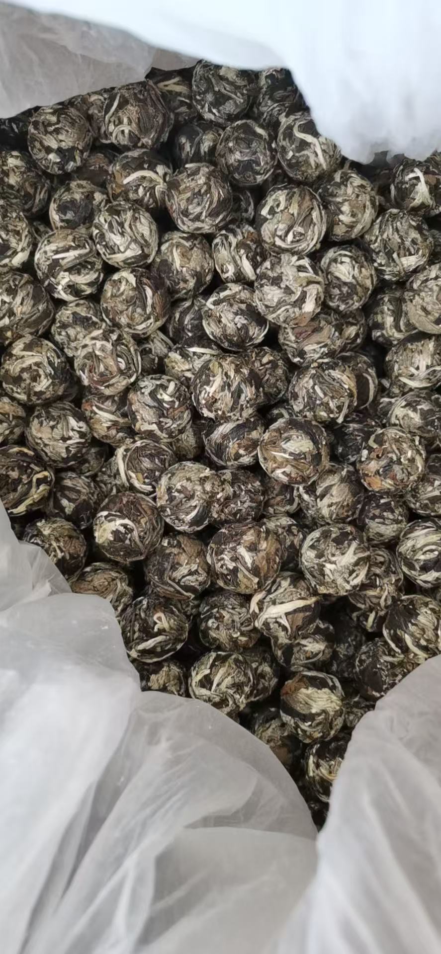 古树白茶龙珠