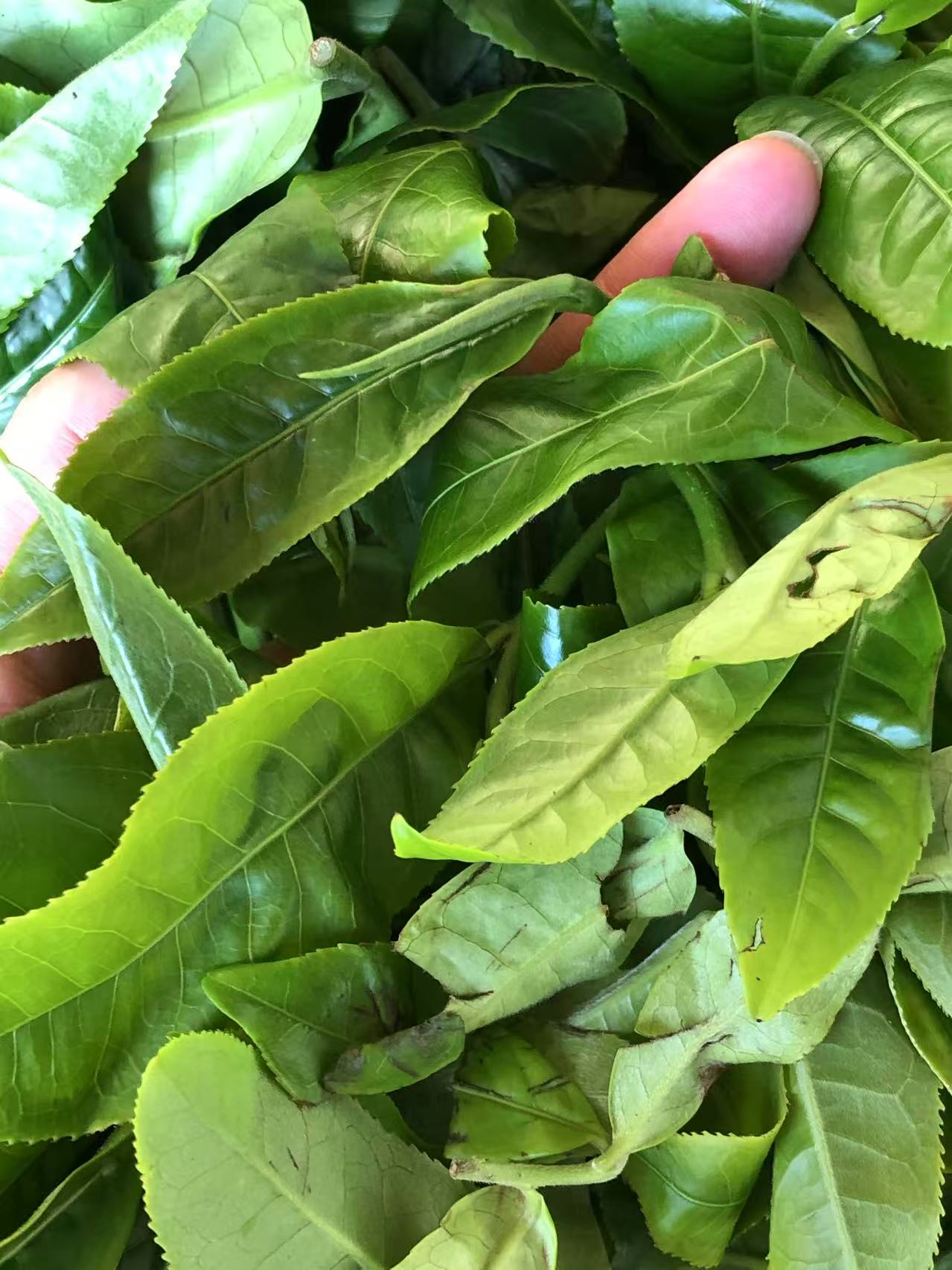 白茶